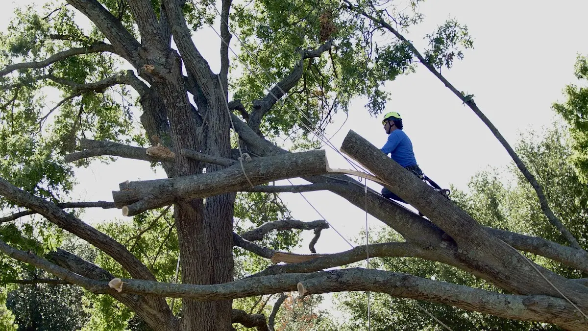 Professional Crown Thinning performed by certified arborists in Amber